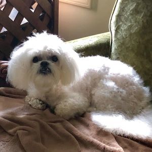 Meet your Posher, Julie